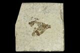 Fossil March Fly (Plecia) - Green River Formation #135882-1